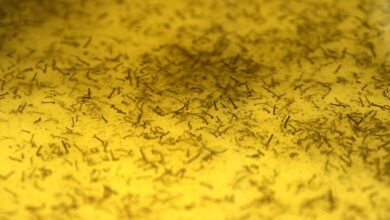 Foto de Boletim Epidemiológico: Mato Grosso do Sul registra 5.754 casos confirmados de dengue