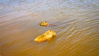 Foto de Lixo deixado por pescadores na Lagoa Maior fere uma capivara e coloca em risco outras espécies