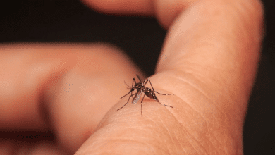 Foto de Boletim notifica 09 novos casos de dengue e confirma 01 novo caso de leishmaniose tegumentar em Três Lagoas
