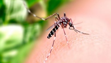 Foto de Saúde de TL atualiza boletim da dengue e leishmaniose nesta 8ª semana de 2023