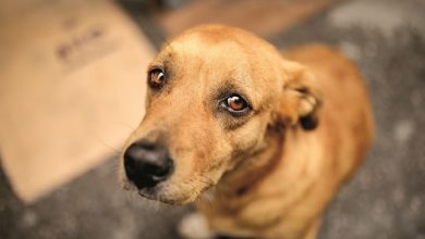 Foto de Réus acusados por maus tratos de 40 cães devem arcar com as despesas mensais de abrigo provisório