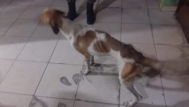 Foto de 5 cachorros são encontrados em situação de penúria pela PMA em Mato Grosso do Sul, mulher de 32 anos foi presa