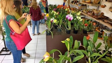 Foto de Exposição de Orquídeas será realizada de 17 a 18 deste mês na Casa do Artesão de Três Lagoas