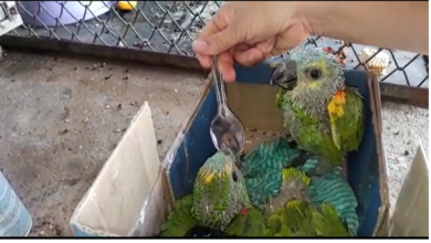 Foto de PMA de MS resgata filhotes de papagaio que caíram do ninho e um tucano atropelado