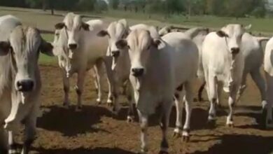 Foto de Polícia Civil recupera 35 cabeças de gado furtadas de fazenda em Cassilândia