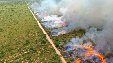 Foto de Prorrogada por mais 60 dias a proibição de queima controlada na planície pantaneira