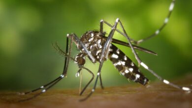Foto de MS registra mais duas mortes por dengue; estado já tem 7 óbitos