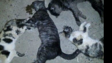 Foto de Mulher é investigada por espancar e matar 4 gatos em Três Lagoas