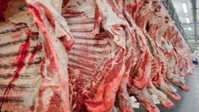 Foto de Analistas apostam em retomada do consumo interno de carne bovina em agosto, o que pode incentivar avanço no preço do boi gordo