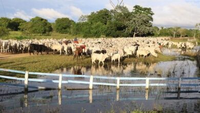 Foto de MS já é primeiro do País em integração lavoura pecuária e floresta