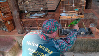Foto de PMA autua em R$ 7 mil suspeito de tráfico de animais silvestres pela segunda vez em dois meses e apreende 5 aves ilegais e sete gaiolas
