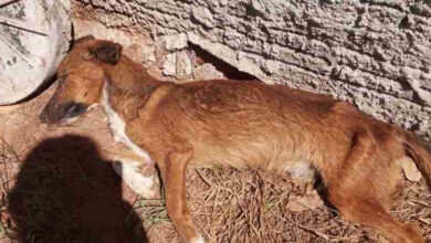 Foto de PMA autua por maus-tratos criminoso que deixou cachorro morrer por desnutrição em Mato Grosso do Sul