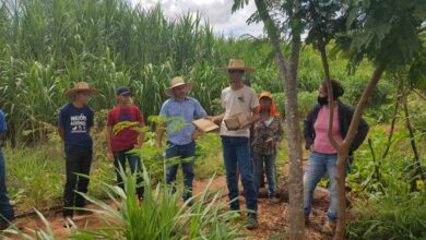 Foto de Em MS, agricultores familiares apoiados pela Suzano produziram 4.491 toneladas de alimentos agroecológicos em 2021