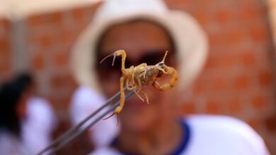 Foto de Secretaria de Saúde alerta para aumento de acidentes com escorpiões em Três Lagoas