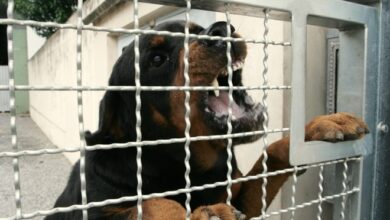 Foto de Deputados aprovam lei que proíbe usar cães como guardas patrimoniais em Mato Grosso do Sul