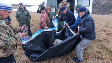Foto de Mundo: Resgatado a beira da morte com uma lata de leite condensado presa na boca, urso polar retorna a seu habitat