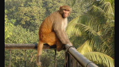 Foto de Macacos cercam família e jogam bebê de 4 meses de terraço