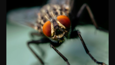 Foto de Estudo sugere que insetos podem sentir dor física
