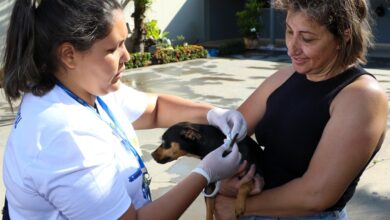 Foto de Saúde de Três Lagoas inicia projeto “Encoleira Cão” em três bairros, “solução prática de combate e controle da Leishmaniose”