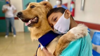 Foto de Cachorro ‘terapeuta’ visita crianças queimadas para animá-las e acompanhá-las: “Queria levá-la para casa”