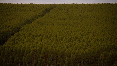 Foto de Florestas plantadas no Brasil ocuparam 9,5 milhões de hectares em 2021