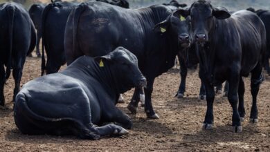 Foto de Rebanho bovino nacional teve aumento de 3,1% em 2021