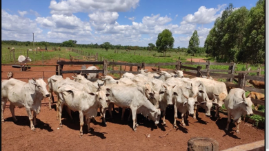 Foto de Receptador é preso com mais de 160 cabeças de gado em Três Lagoas