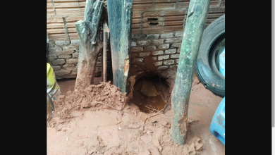 Foto de Tatu-Canastra é capturado após quase derrubar estrutura de casa quando escavava por baixo da terra em Mato Grosso do Sul