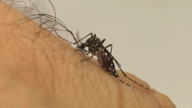 Foto de Período de chuvas exige atenção especial no combate ao Aedes aegypti