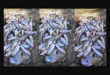 Foto de Mortes de centenas de peixes no rio Sucuriú estão ligadas a hidrelétricas no rio Tiête em SP, aponta Imasul