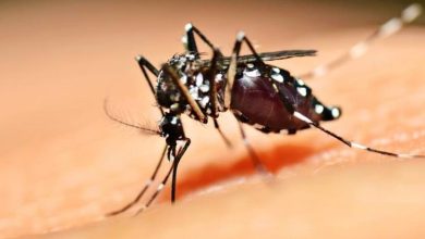 Foto de Para evitar aumento dos casos de dengue o foco é reforçar cuidados e prevenção, dizem autoridades