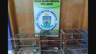 Foto de Polícia Militar Ambiental de Três Lagoas autua infrator em R$ 1,5 mil por manter pássaros silvestres ilegalmente em cativeiro