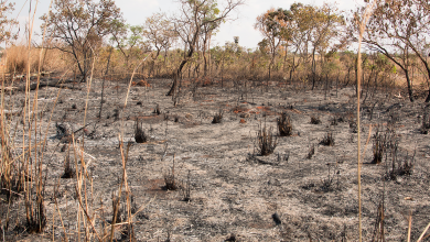 Foto de Desmatamento no Cerrado no 1º trimestre de 2023 é o pior já registrado