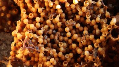Foto de MS poderá ampliar a produção de mel e ganhar novos mercados com regularização de cadastro de produtores
