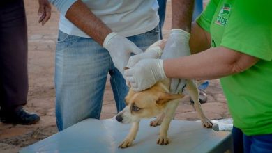 Foto de Prefeitura de Bataguassu disponibiliza gratuitamente teste para detectar leishmaniose em cães nesta terça-feira (4)