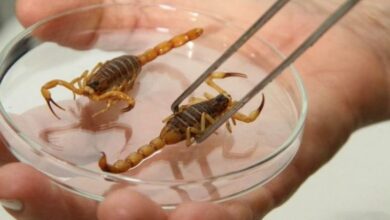 Foto de Acidentes com escorpiões: cuidados devem ser redobrados em períodos de altas temperaturas