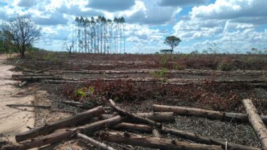 Foto de Instituto de Meio Ambiente de Mato Grosso do Sul emite Outorgas de Direito de Uso de Recursos Hídricos para Suzano S.A em Ribas do Rio Pardo