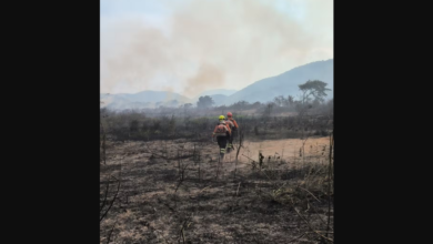 Foto de Incêndios destroem mais de 30 mil hectares no Pantanal