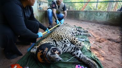 Foto de Onça-pintada capturada no Pantanal é transferida para área específica de fauna silvestre em SP