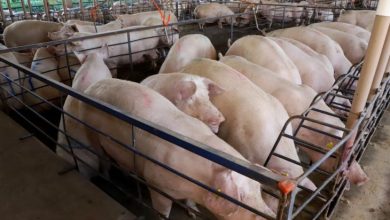 Foto de Com quase 300 granjas, suinocultura impulsiona economia de MS e vira referência nacional em tecnologia de produção