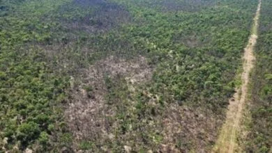 Foto de MPMS apura incêndio que devastou mais de 2 mil hectares no Pantanal