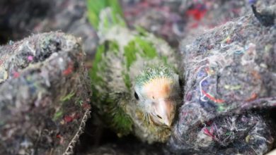 Foto de Com chegada do frio, CRAS adapta recintos e reforça estrutura para garantir bem-estar dos animais silvestres