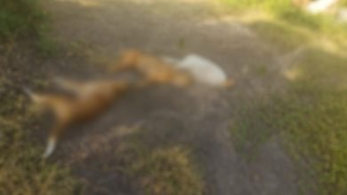 Foto de Polícia Civil prende responsável por armadilha eletrificada que matou três cães em assentamento em Ladário