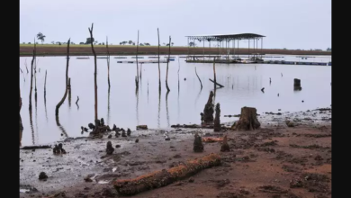 Foto de Projeto institui política de aproveitamento sustentável de madeiras em águas represadas